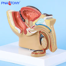 Load image into Gallery viewer, Male Pelvis Anatomy Model Testis Prostate Anatomical Model Urinary System Medical Teaching Model Educational Equipment Gift
