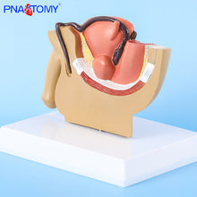 Load image into Gallery viewer, Male Pelvis Anatomy Model Testis Prostate Anatomical Model Urinary System Medical Teaching Model Educational Equipment Gift

