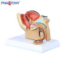 Load image into Gallery viewer, Male Pelvis Anatomy Model Testis Prostate Anatomical Model Urinary System Medical Teaching Model Educational Equipment Gift
