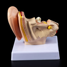 Load image into Gallery viewer, Medical props model 1.5 Times Life Size Human Ear Anatomy Model OrganMedical Teaching Supplies Professional
