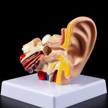 Load image into Gallery viewer, Medical props model 1.5 Times Life Size Human Ear Anatomy Model OrganMedical Teaching Supplies Professional
