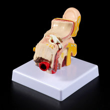Load image into Gallery viewer, Medical props model 1.5 Times Life Size Human Ear Anatomy Model OrganMedical Teaching Supplies Professional
