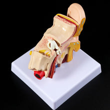 Load image into Gallery viewer, Medical props model 1.5 Times Life Size Human Ear Anatomy Model OrganMedical Teaching Supplies Professional
