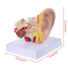 Load image into Gallery viewer, Medical props model 1.5 Times Life Size Human Ear Anatomy Model OrganMedical Teaching Supplies Professional
