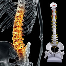 Load image into Gallery viewer, Medical props model 45cm Human Anatomical Spine with Pelvic Flexible Model Medical Learn Aid Anatomy
