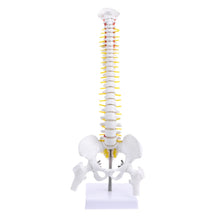 Load image into Gallery viewer, Medical props model 45cm Human Anatomical Spine with Pelvic Flexible Model Medical Learn Aid Anatomy
