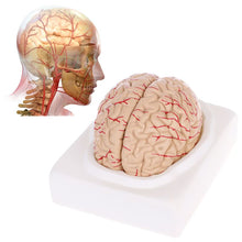 Load image into Gallery viewer, Medical props model Free postage Disassembled Anatomical Human Brain Model Anatomy Medical Teaching Tool
