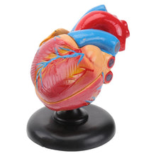 Load image into Gallery viewer, Medical props model Free postage Disassembled Anatomical Human Heart Model Anatomy Medical Teaching Tool

