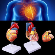 Load image into Gallery viewer, Medical props model  Disassembled Anatomical Human Heart Model Anatomy Medical Teaching Tool
