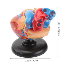 Load image into Gallery viewer, Medical props model Free postage Disassembled Anatomical Human Heart Model Anatomy Medical Teaching Tool
