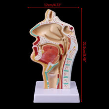 Load image into Gallery viewer, Medical props model Free postage Human Anatomical Nasal Cavity Throat Anatomy Medical Model Teaching Tool
