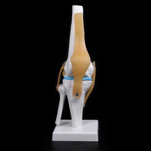 Load image into Gallery viewer, Medical props model Human Anatomical Knee Joint Flexible Skeleton Model Medical Learning Aid Anatomy
