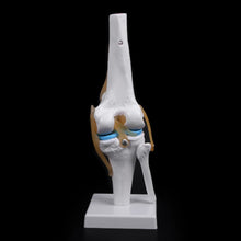 Load image into Gallery viewer, Medical props model Human Anatomical Knee Joint Flexible Skeleton Model Medical Learning Aid Anatomy
