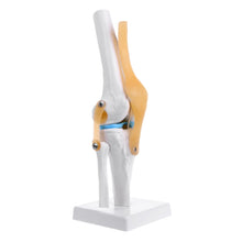 Load image into Gallery viewer, Medical props model Human Anatomical Knee Joint Flexible Skeleton Model Medical Learning Aid Anatomy
