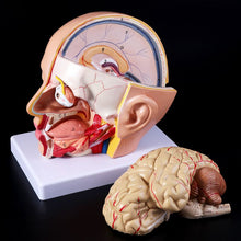 Load image into Gallery viewer, Medical props model Human Anatomy Head Skull Brain Cerebral Artery Anatomical Model For Teaching
