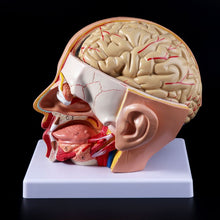 Load image into Gallery viewer, Medical props model Human Anatomy Head Skull Brain Cerebral Artery Anatomical Model For Teaching
