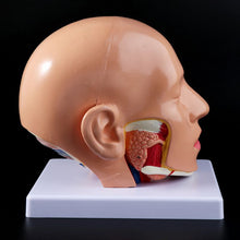 Load image into Gallery viewer, Medical props model Human Anatomy Head Skull Brain Cerebral Artery Anatomical Model For Teaching
