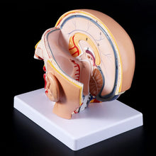 Load image into Gallery viewer, Medical props model Human Anatomy Head Skull Brain Cerebral Artery Anatomical Model For Teaching
