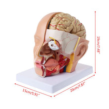 Load image into Gallery viewer, Medical props model Human Anatomy Head Skull Brain Cerebral Artery Anatomical Model For Teaching
