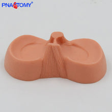 Load image into Gallery viewer, Meniscus Suture Model Life Size Human Demilune Menisci Medical Science Teaching Tool Anatomical Model Educational Equipment

