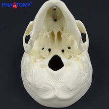 Load image into Gallery viewer, Mini skull model human anatomical head medical model cheap skull anatomy model convenient PVC teaching tool painting sculpt used
