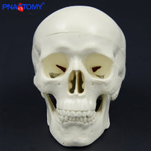 Load image into Gallery viewer, Mini skull model human anatomical head medical model cheap skull anatomy model convenient PVC teaching tool painting sculpt used
