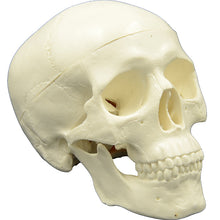 Load image into Gallery viewer, Mini skull model human anatomical head medical model cheap skull anatomy model convenient PVC teaching tool painting sculpt used
