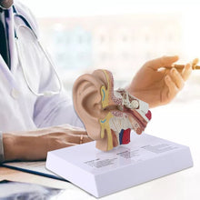 Load image into Gallery viewer, New 1.5 Times Life Size Human Ear Model Scientific Anatomy Teaching Supplies Tool
