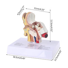 Load image into Gallery viewer, New 1.5 Times Life Size Human Ear Model Scientific Anatomy Teaching Supplies Tool
