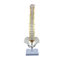 Load image into Gallery viewer, 45cm Human Spine Model Human Skeleton Skeleton Spinal Intervertebral Disc Nerve Cervical Spine Thoracic Vertebra Tailbone Basin
