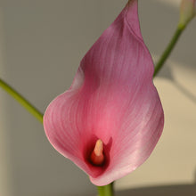 Load image into Gallery viewer, 5pcs Artificial Flower Common Calla Feels Really Artificial Flowers for Living Room Dining Table
