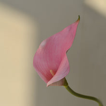 Load image into Gallery viewer, 5pcs Artificial Flower Common Calla Feels Really Artificial Flowers for Living Room Dining Table
