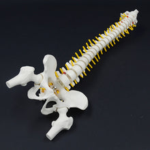 Load image into Gallery viewer, 45cm Human Spine Model Human Skeleton Skeleton Spinal Intervertebral Disc Nerve Cervical Spine Thoracic Vertebra Tailbone Basin
