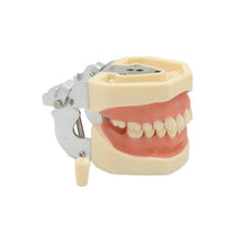 Load image into Gallery viewer, Preparation of soft gum cavity in dental practice tooth preparation model of 28 teeth replaceable disassembly model
