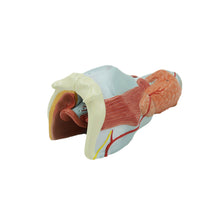 Load image into Gallery viewer, Human Model Medical Human Laryngeal Muscle Laryngeal Cartilage Throat Throat Oral Thyroid Anatomy Model Teaching Aids Ent
