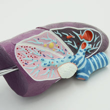 Load image into Gallery viewer, Human Pathological Lung Model Simulation Smokers Lung Internal Organs Specimen Thoracic Surgery Respiratory Department Teaching Aids
