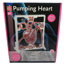 Load image into Gallery viewer, Human heart educational toys Blood circulation model Heart working principle model Teaching aids

