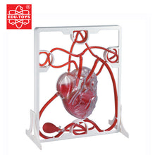 Load image into Gallery viewer, Human heart educational toys Blood circulation model Heart working principle model Teaching aids
