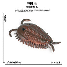 Load image into Gallery viewer, Marine Animal Model Prehistoric Trilobite Shrimp Chrysanthemum and Stone Cambrian Nautilidae Plate Foot Crab Children Teaching Toy Model

