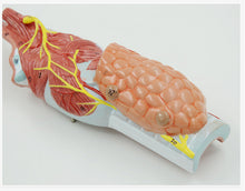 Load image into Gallery viewer, Human Model Medical Human Laryngeal Muscle Laryngeal Cartilage Throat Throat Oral Thyroid Anatomy Model Teaching Aids Ent
