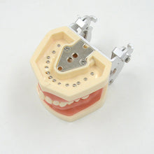 Load image into Gallery viewer, Preparation of soft gum cavity in dental practice tooth preparation model of 28 teeth replaceable disassembly model
