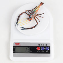 Load image into Gallery viewer, Animal Model Children's Educational Toys Simulation Shrimp Marine Biological Model Roche Shrimp White Feet Shrimp Teaching Toys
