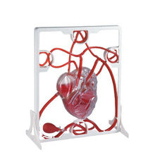 Load image into Gallery viewer, Human heart educational toys Blood circulation model Heart working principle model Teaching aids
