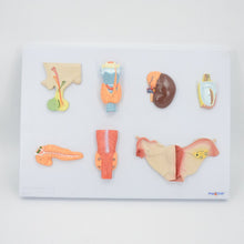 Load image into Gallery viewer, Organs of the Endocrine System Human Pancreas Throat Ovary Testis Adrenal Gland Anatomical Model Anatomy Tool Educational Used
