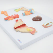 Load image into Gallery viewer, Organs of the Endocrine System Human Pancreas Throat Ovary Testis Adrenal Gland Anatomical Model Anatomy Tool Educational Used
