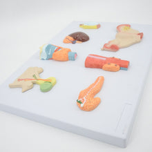 Load image into Gallery viewer, Organs of the Endocrine System Human Pancreas Throat Ovary Testis Adrenal Gland Anatomical Model Anatomy Tool Educational Used
