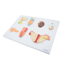 Load image into Gallery viewer, Organs of the Endocrine System Human Pancreas Throat Ovary Testis Adrenal Gland Anatomical Model Anatomy Tool Educational Used
