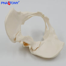 Load image into Gallery viewer, Pelvis Model Human Skeleton Model Specimen Hip Skeleton Anatomy Medical Tool school Used 1:1 Pubis Skeletal Educational
