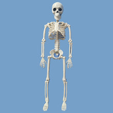 Load image into Gallery viewer, People Active Model skeleto Anatomy Skeleton Skeleton Model Medical Learning Halloween Party Decoration Skeleton Art Sketch
