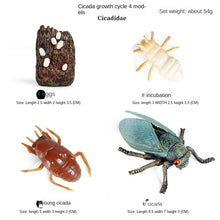 Load image into Gallery viewer, Simulation Animal Insect PVC ladybug Bee spider Model Action Figure Collection Miniature Cognition Educational Toys for Children
